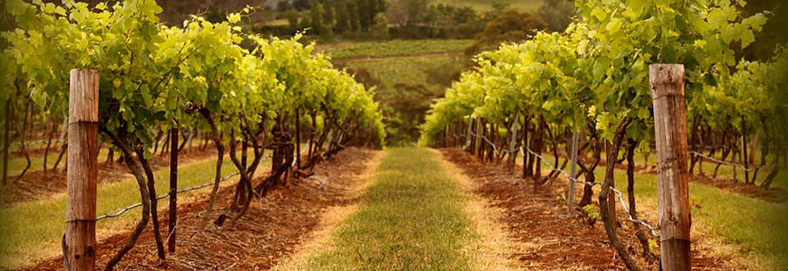 Wine Tours Hunter Valley