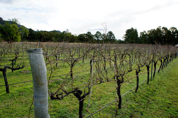 Winery Tours Hunter Valley